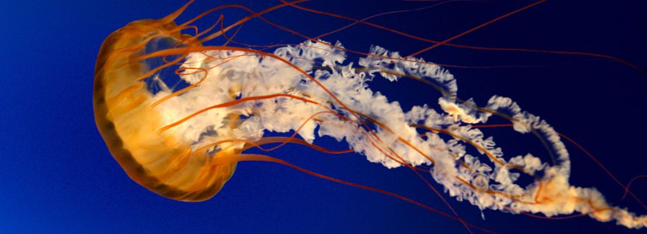 Premier Group Cover Image