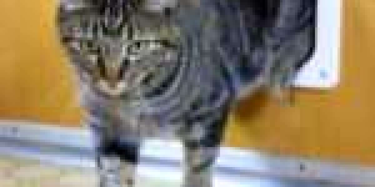 What A Weekly Cat Door Fitting Service Project Can Change Your Life